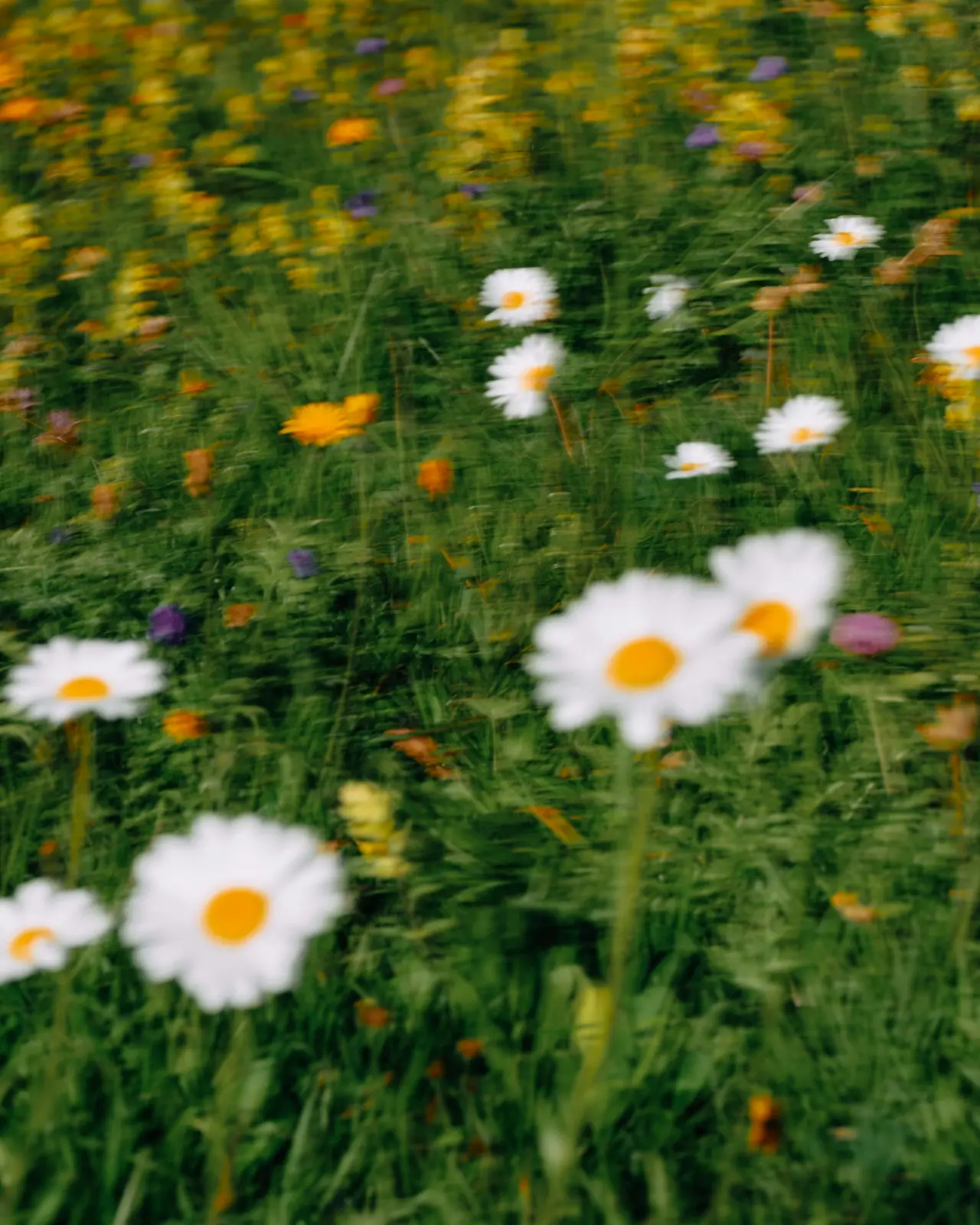 Blomstereng med hvite prestekrager og gule blomster.