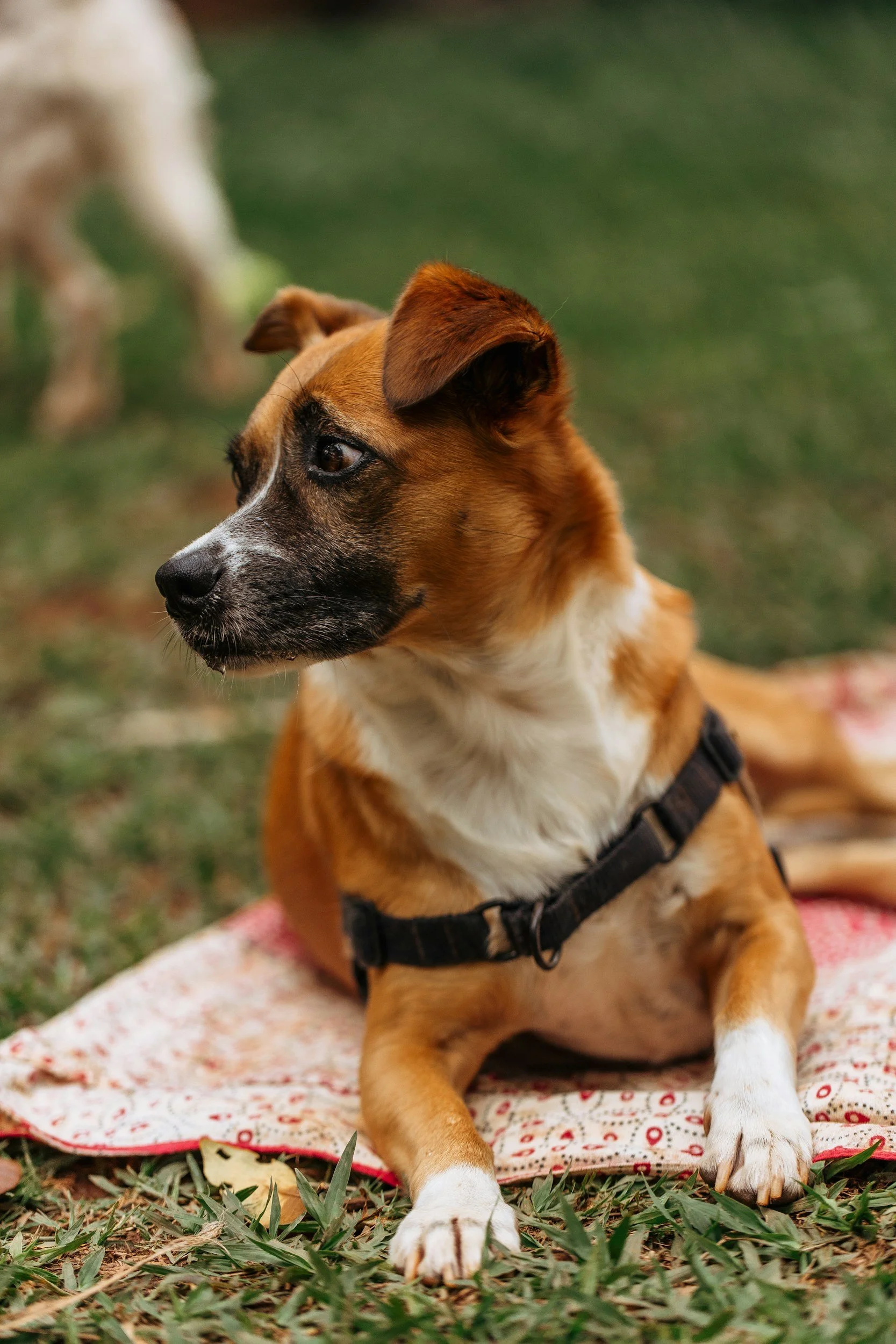  Laying and staying on a blanket reliably can be the dog´s sign of trust in our ability as a handler 