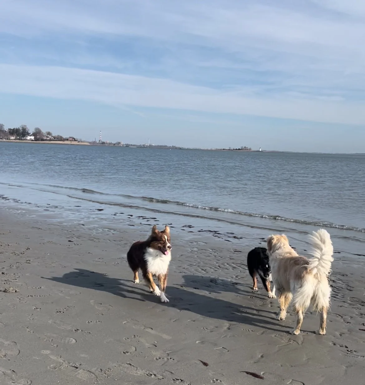 My dog Moose with two new beach friends