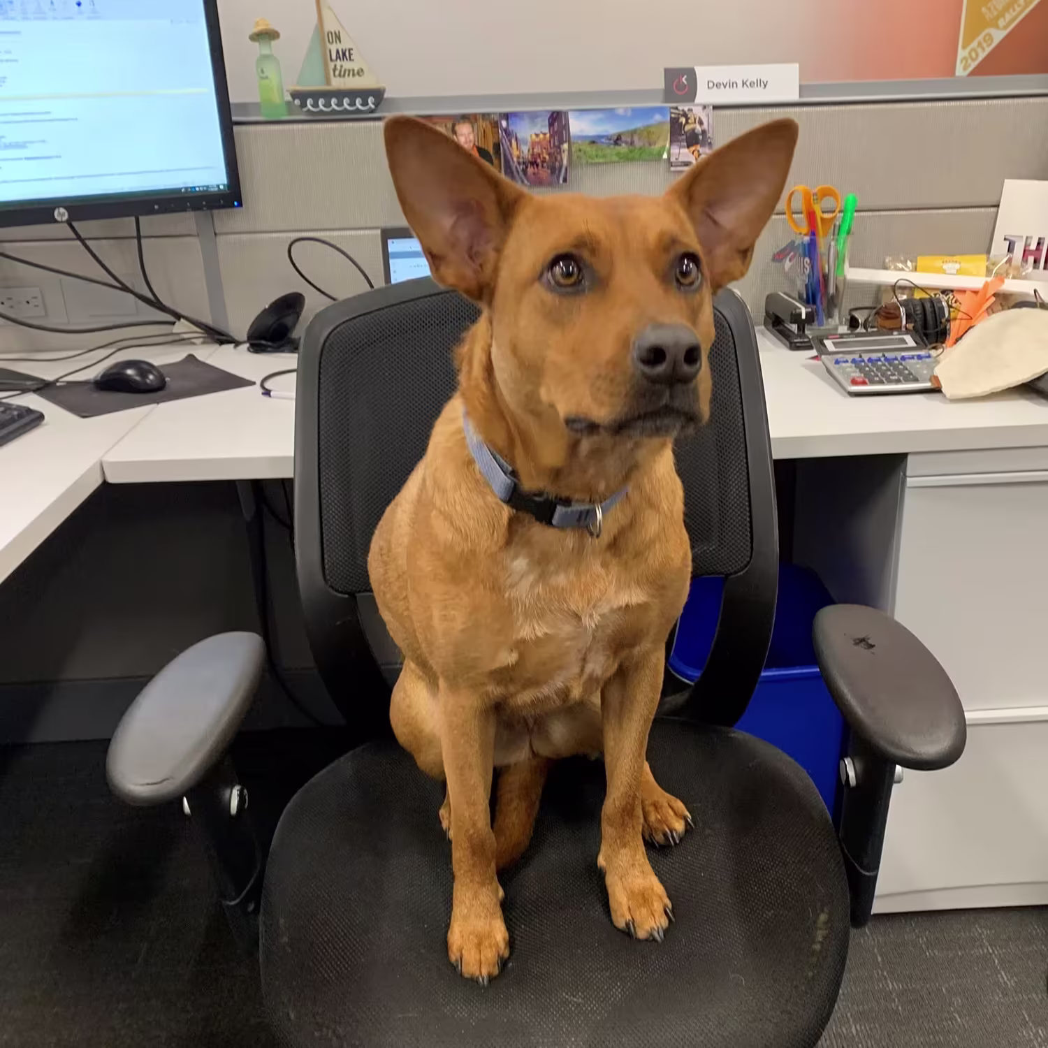 Dog sitting upright in office chair at IT support workstation desk with computer monitor and supplies