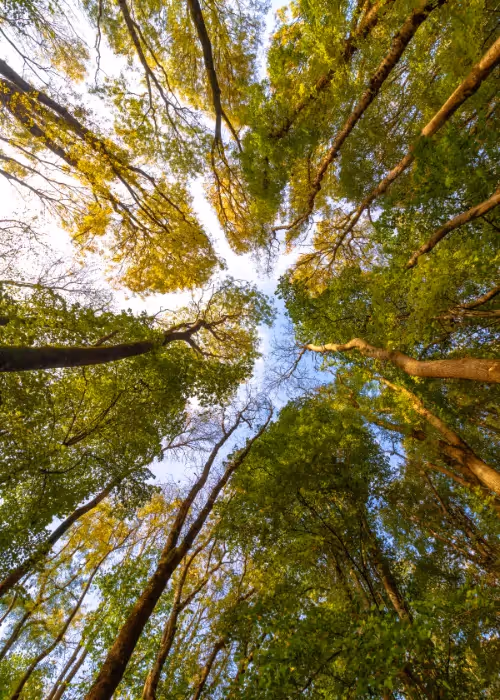 tree skyline from low angle