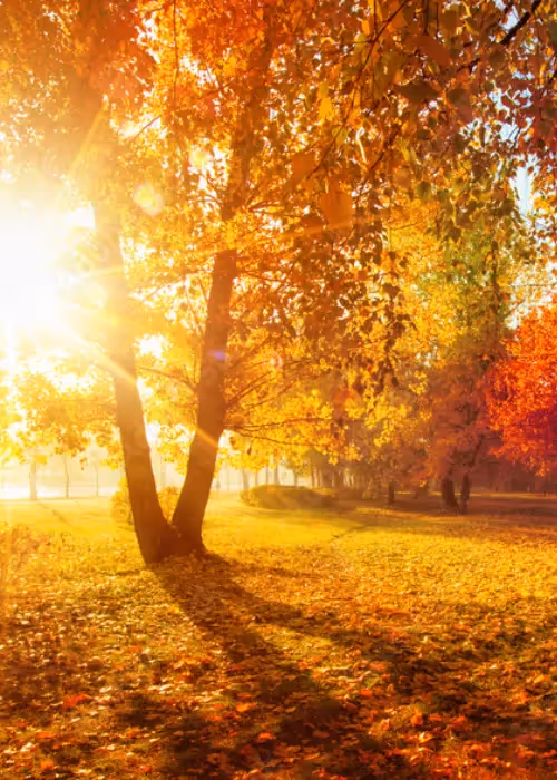 autumnal tree