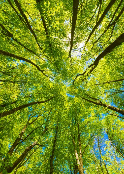 tree line in sun
