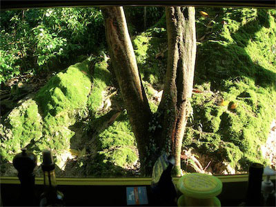 Im Garten 2010
