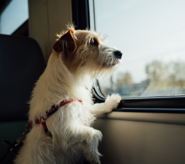 dog image