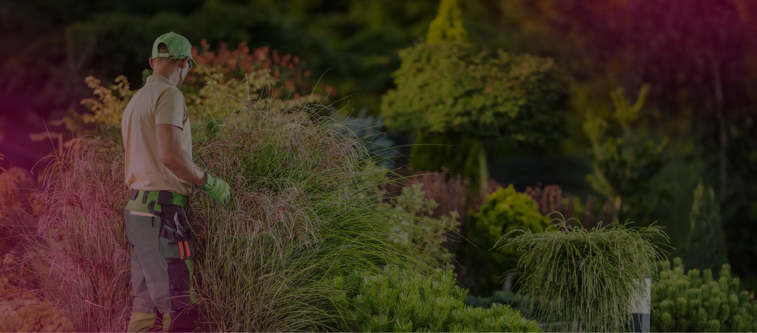 Gardener working among plants