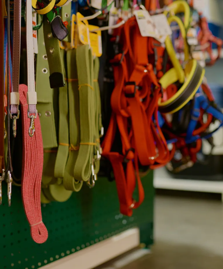 Straps and leashes hanging in a store