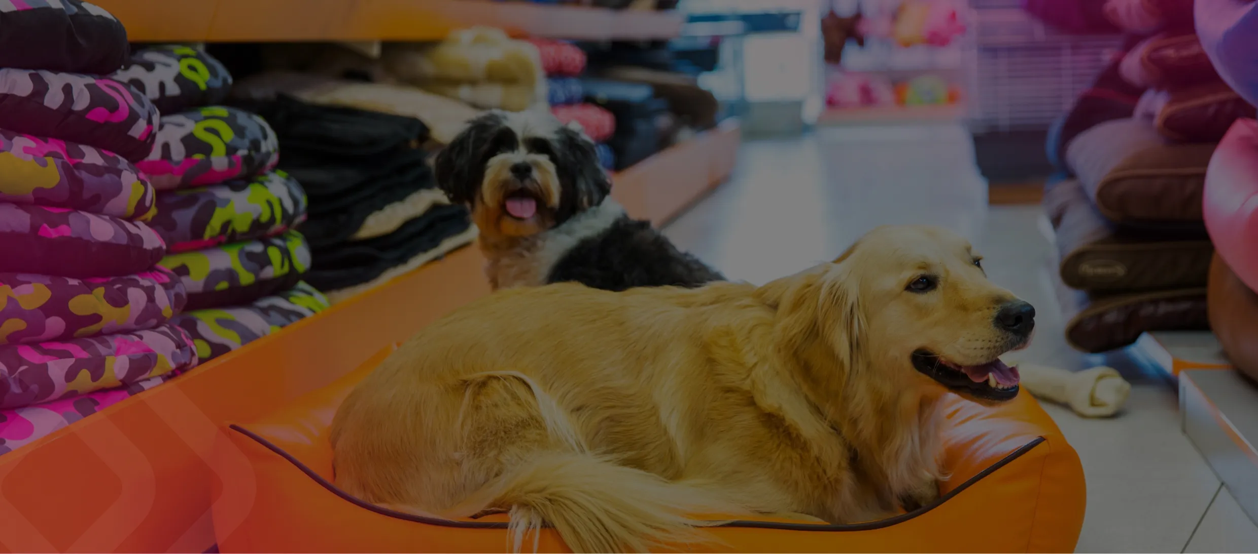 Dog resting in a pet store