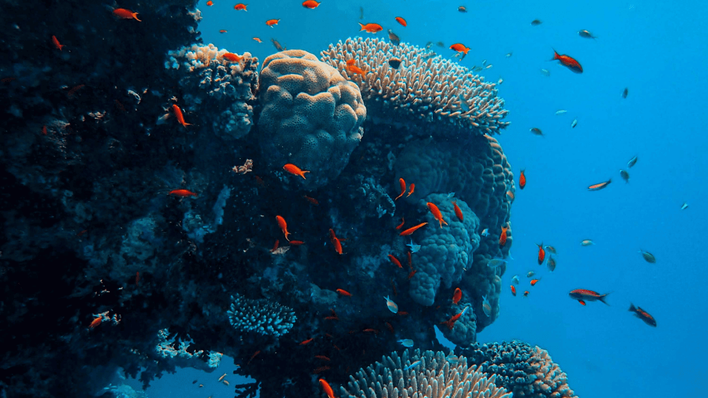 Au-delà de la pêche durable : les autres impacts environnementaux de la consommation de poisson
