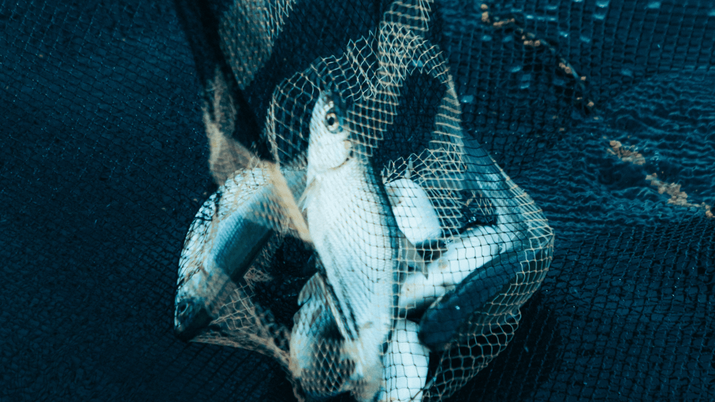 Comment soutenir la pêche durable ?
