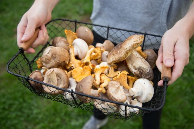 champignons-73
