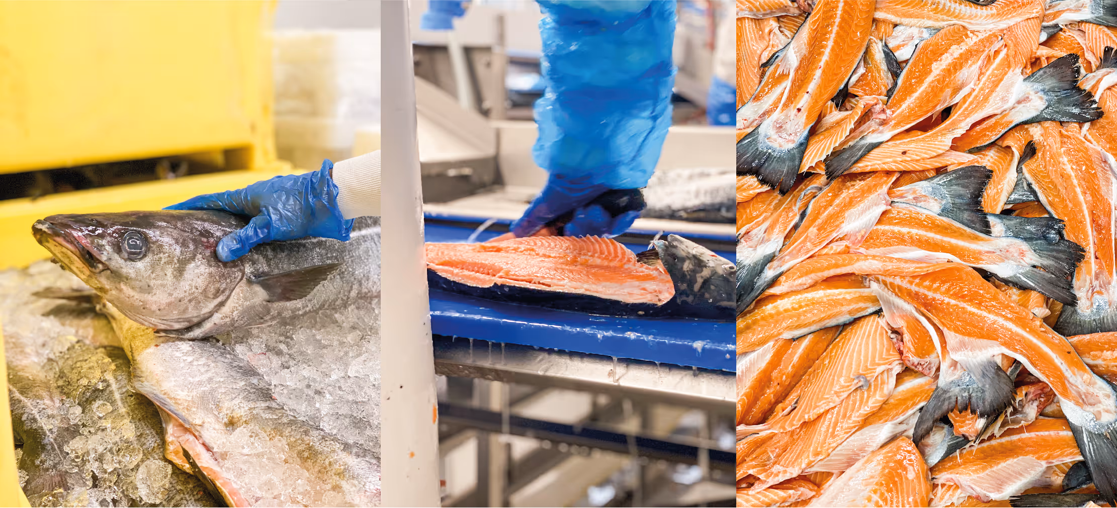 Comment manger du poisson de façon responsable ?