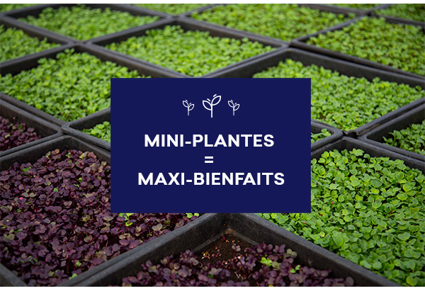 Mini-plantes = maxi-bienfaits