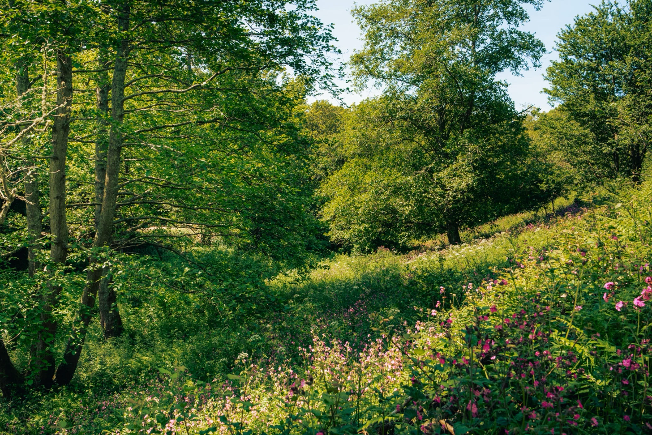 Sunlit forest clearing with lush green trees and wildflowers in shades of pink and white.