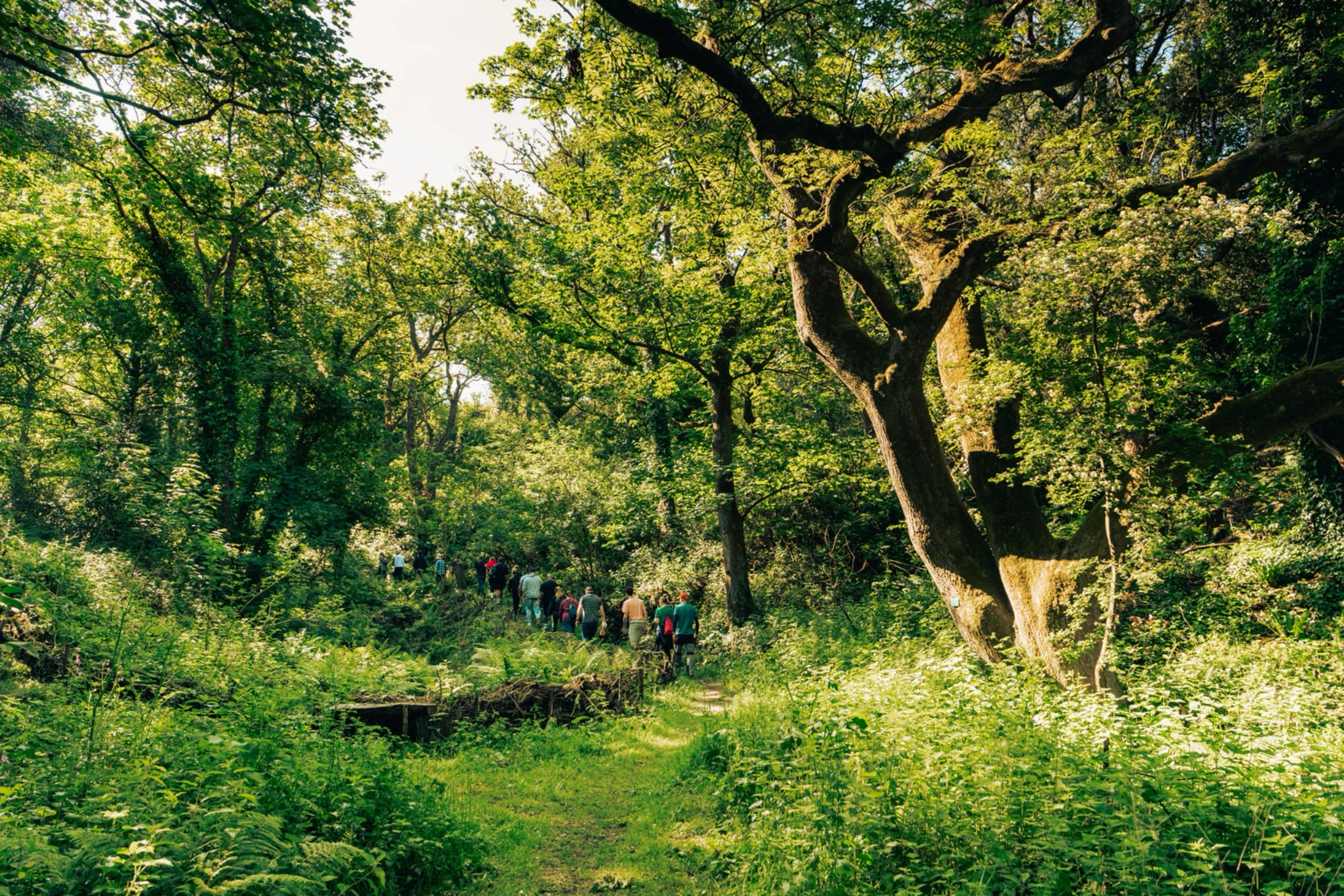 Group hiking on a narrow forest path surrounded by lush green trees and foliage in sunlight.