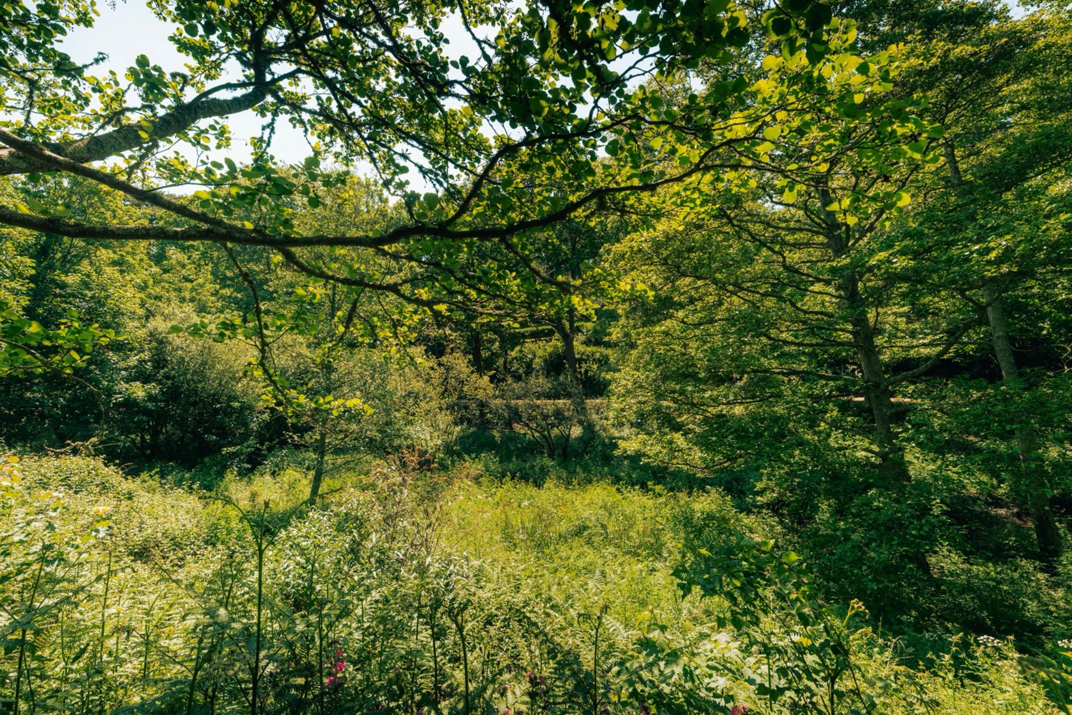 Dense green forest with trees, shrubs, and sunlight filtering through the leaves.