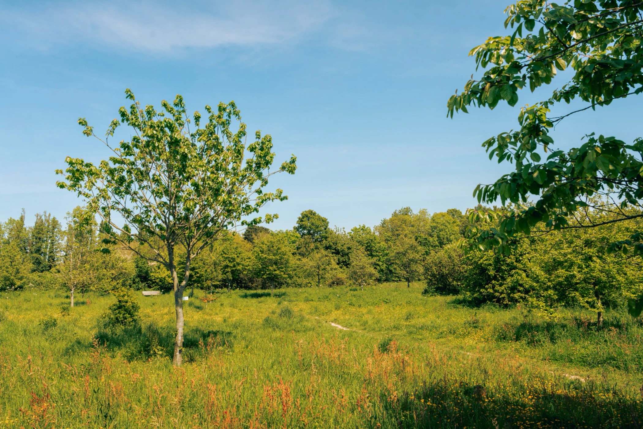Open grassy field with young and mature trees under a clear blue sky on a sunny day.