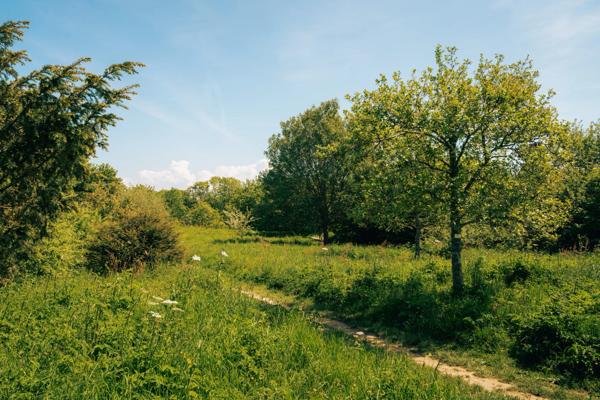 Narrow dirt path winding through a green meadow with leafy trees under a blue sky.