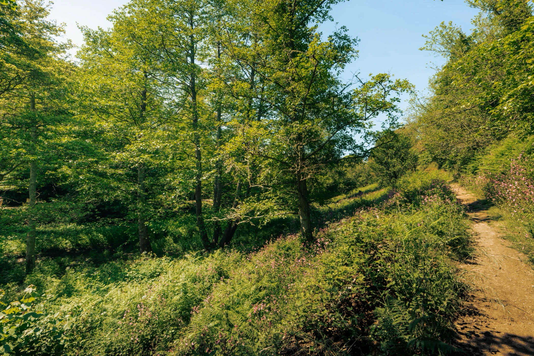 Sunlit dirt path winding through green forest with tall trees and wildflowers.