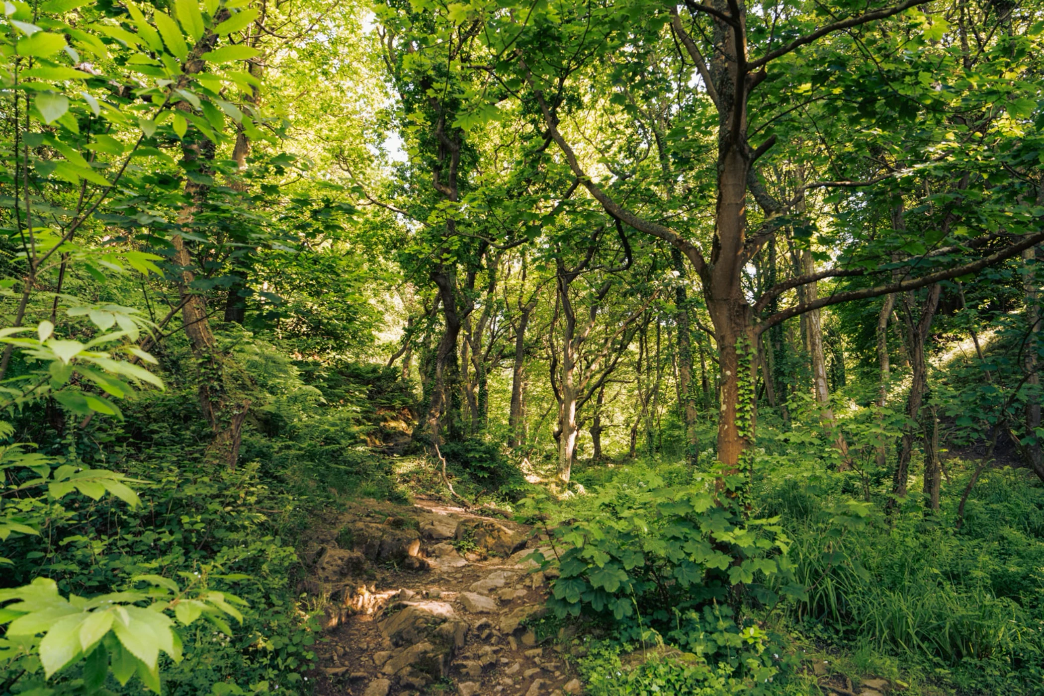 Sunlit forest path surrounded by dense green trees, bushes, and vegetation.