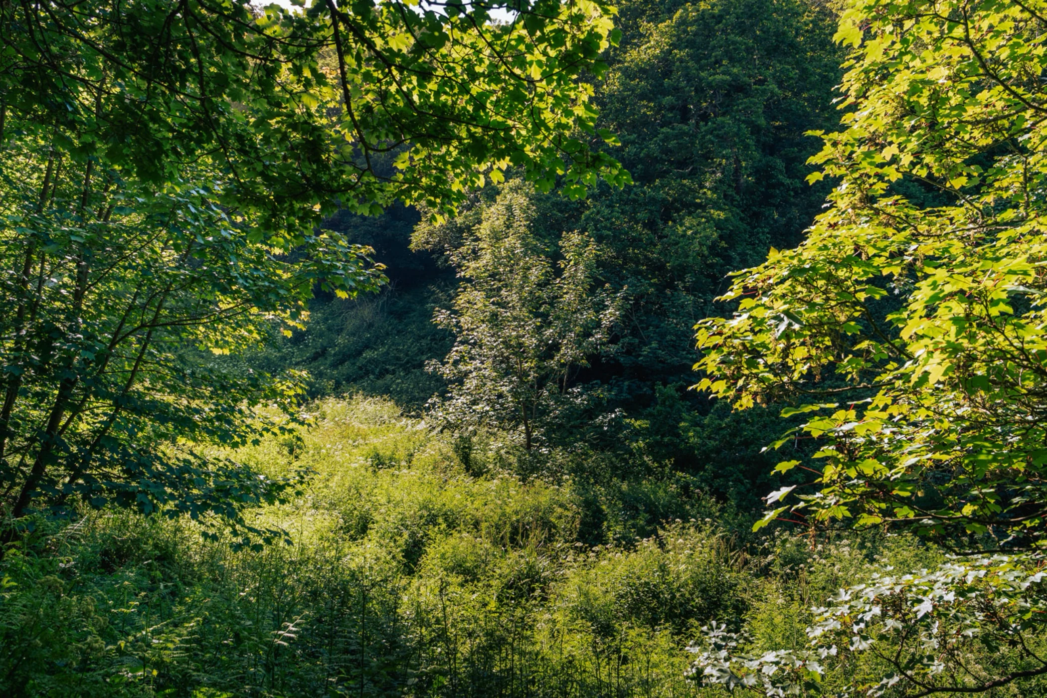 Dense green forest scene with sunlight filtering through leafy trees and thick undergrowth.