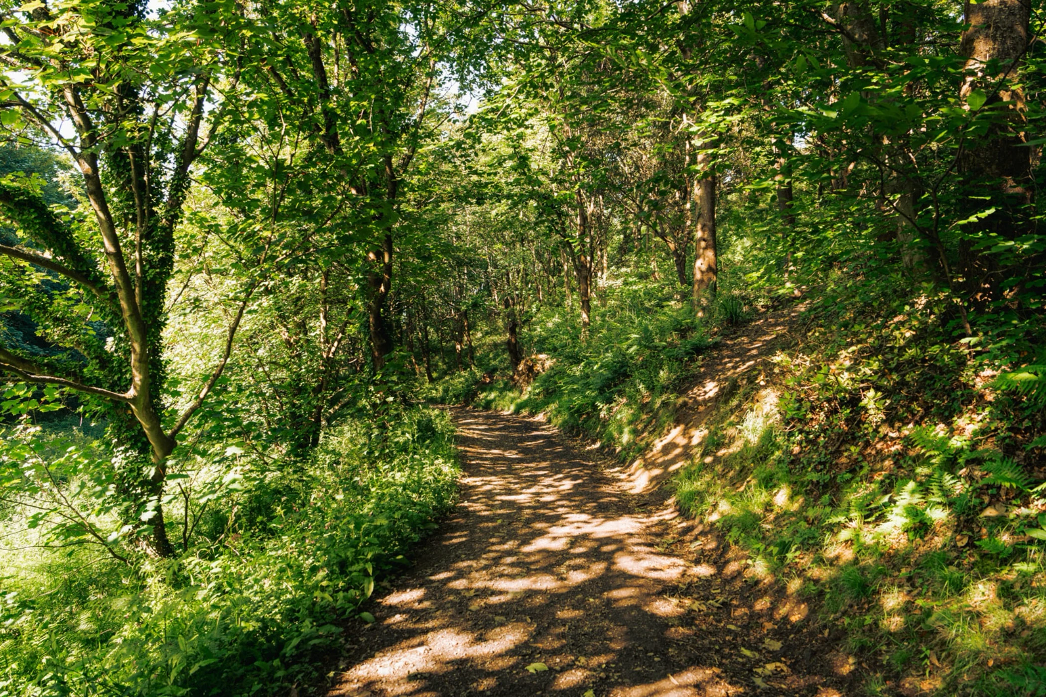 Sunlit dirt path winding through a dense forest with tall green trees and undergrowth.