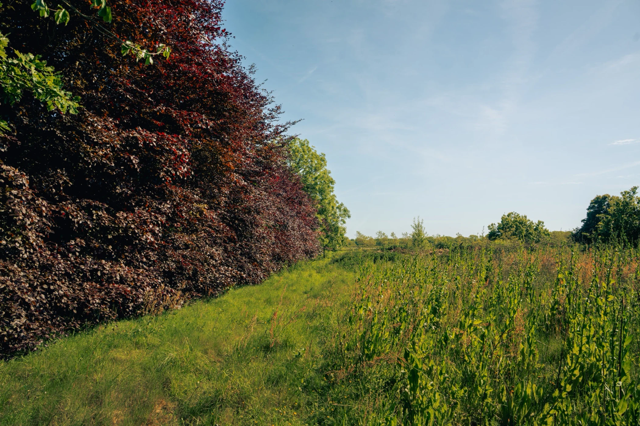 Green grassy field with tall plants next to dense trees with dark red leaves under a blue sky.