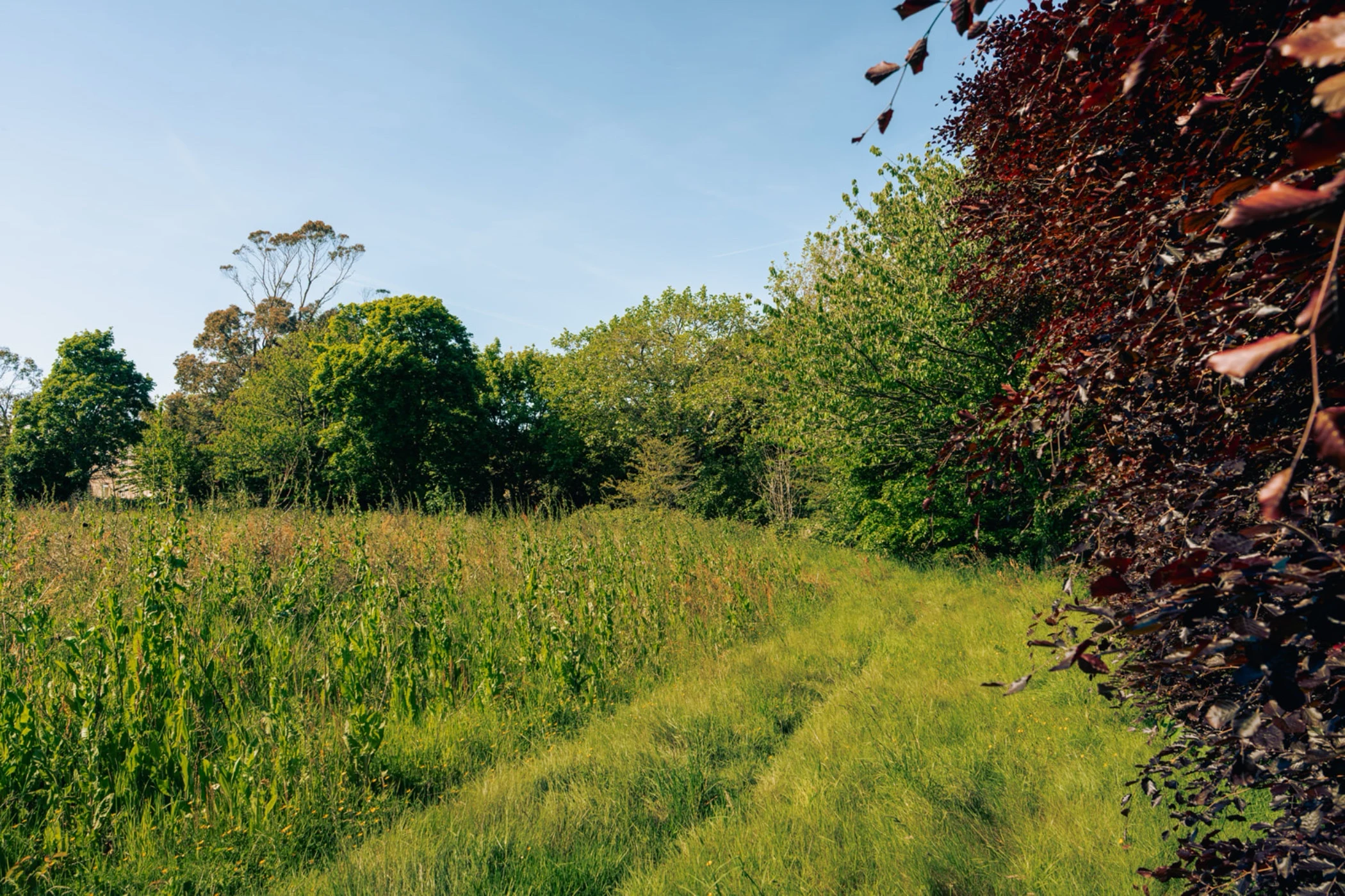 Grassy meadow path lined with green and red-leaved trees under a clear blue sky.