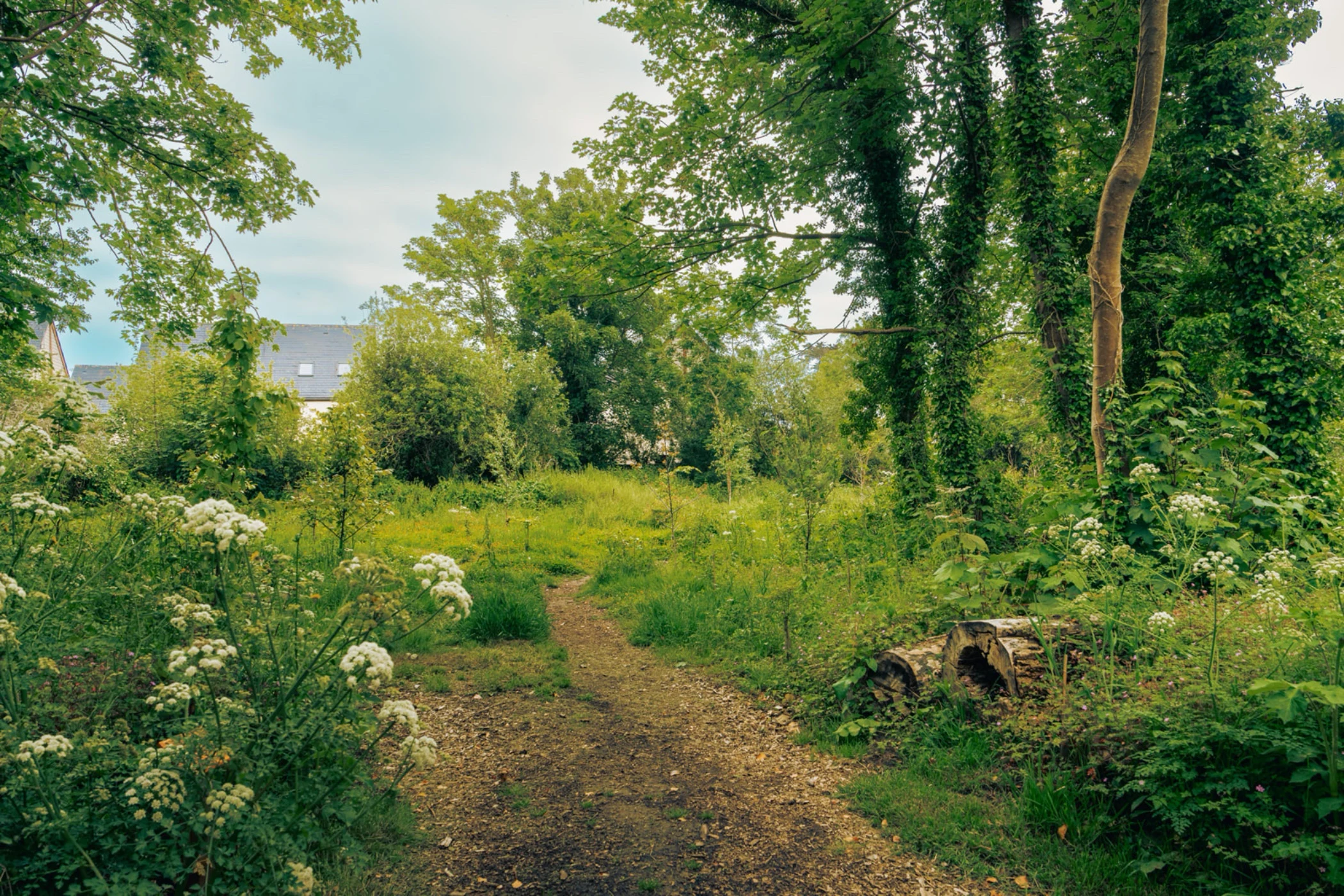 Dirt path through green forest with bushes, trees, white flowers, and houses in the background.