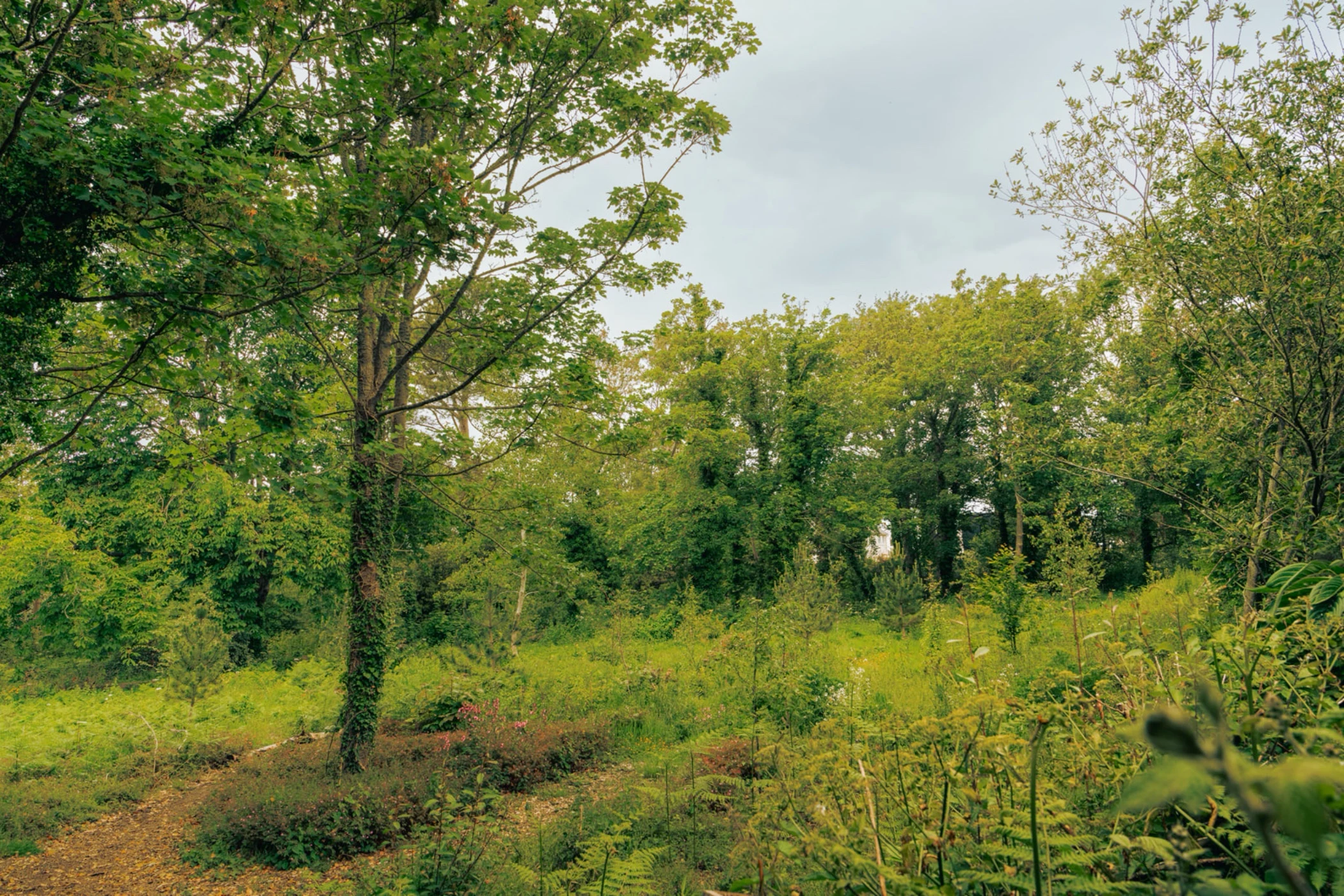 Green forest with dense trees, bushes, and a dirt path under a cloudy sky.