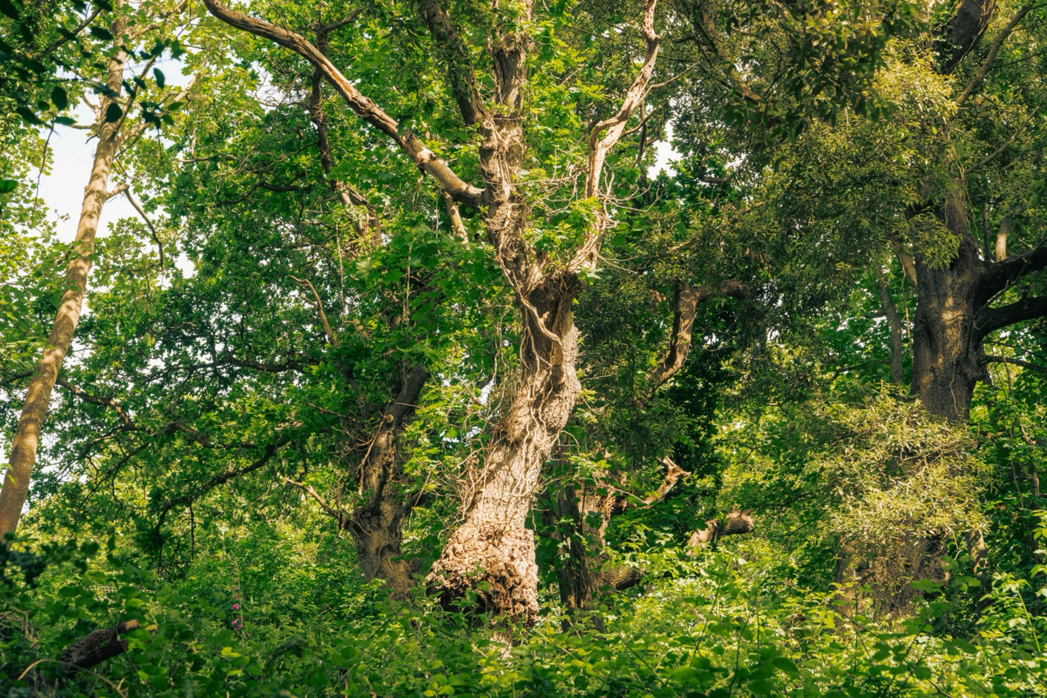 Dense forest scene with thick tree trunks and lush green foliage under daylight.