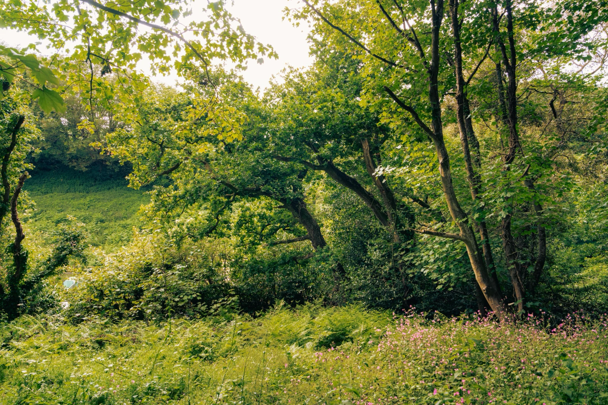 Dense green forest with various trees and pink wildflowers under a bright sky.