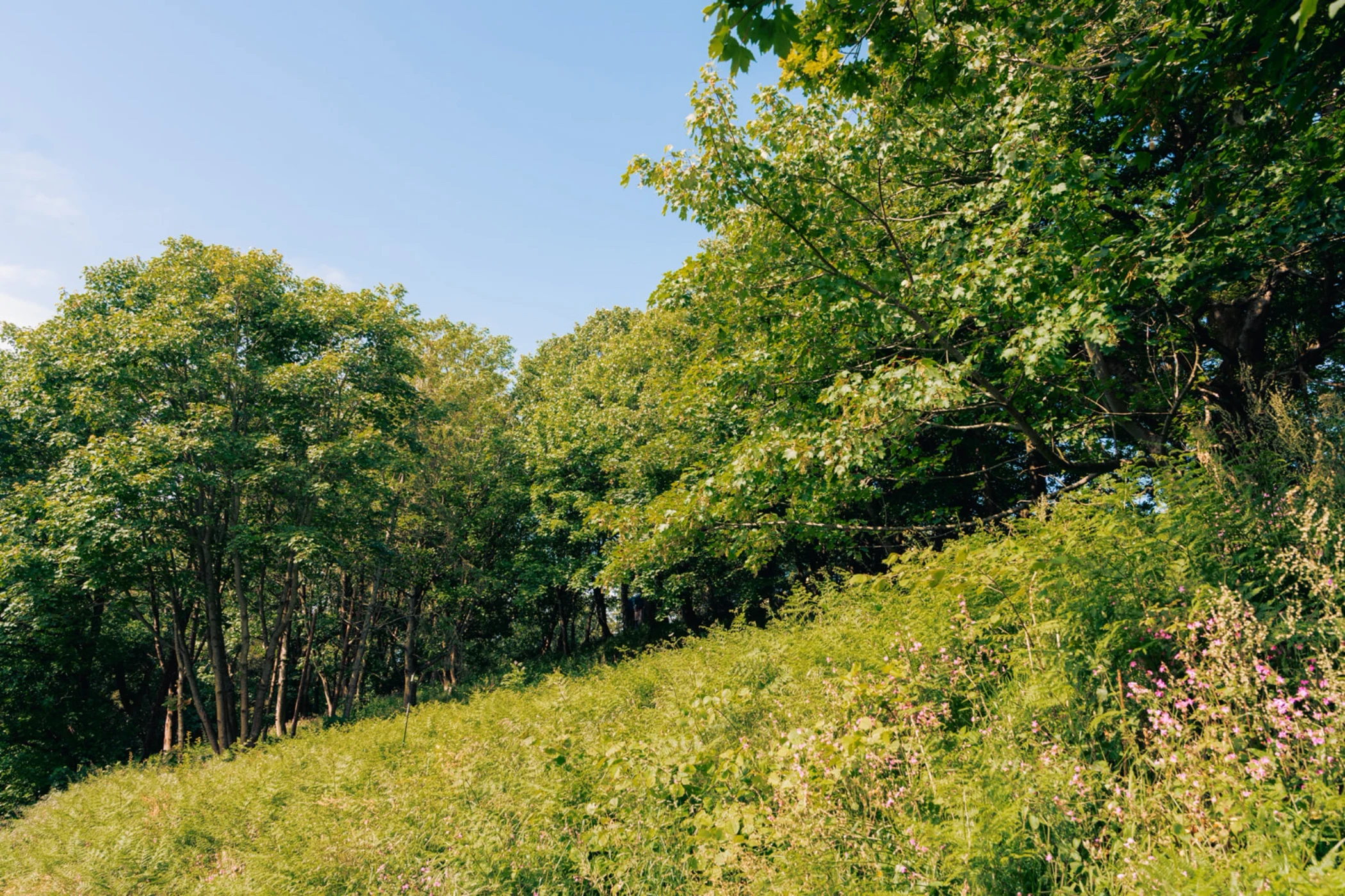 Green hillside with wildflowers and leafy trees under a clear blue sky on a sunny day.