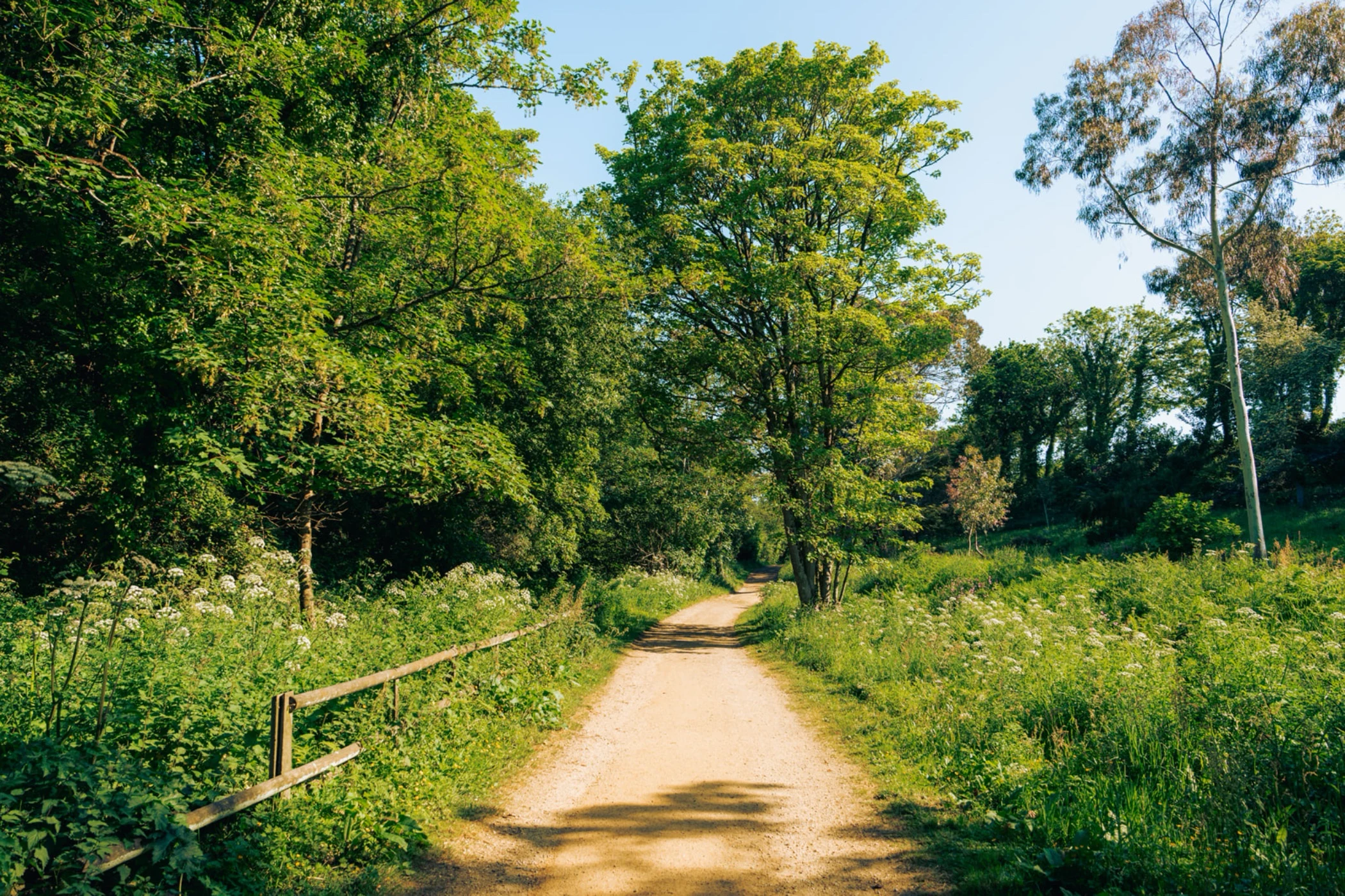 Sunlit dirt path winding through a green forest with tall trees and wildflowers on both sides.