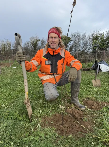 Person wearing orange jacket and gloves kneeling on grass holding a shovel next to a newly planted tree.