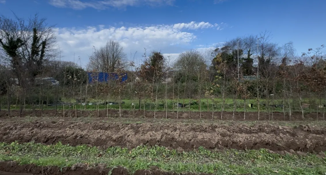 Row of young trees planted behind freshly tilled soil under a partly cloudy blue sky.