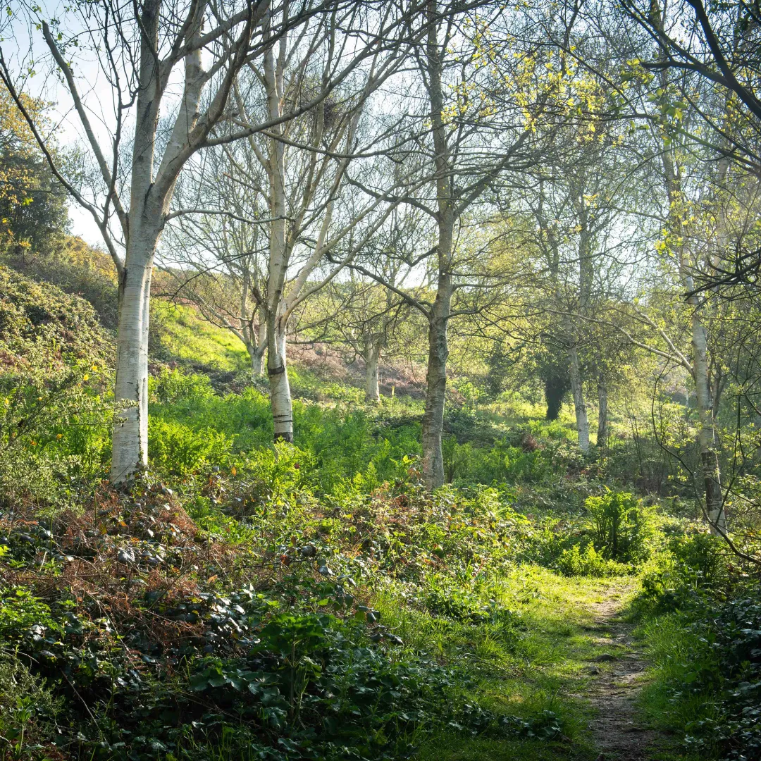 Sunlit woodland path with green undergrowth and slender trees with light bark and sparse leaves.
