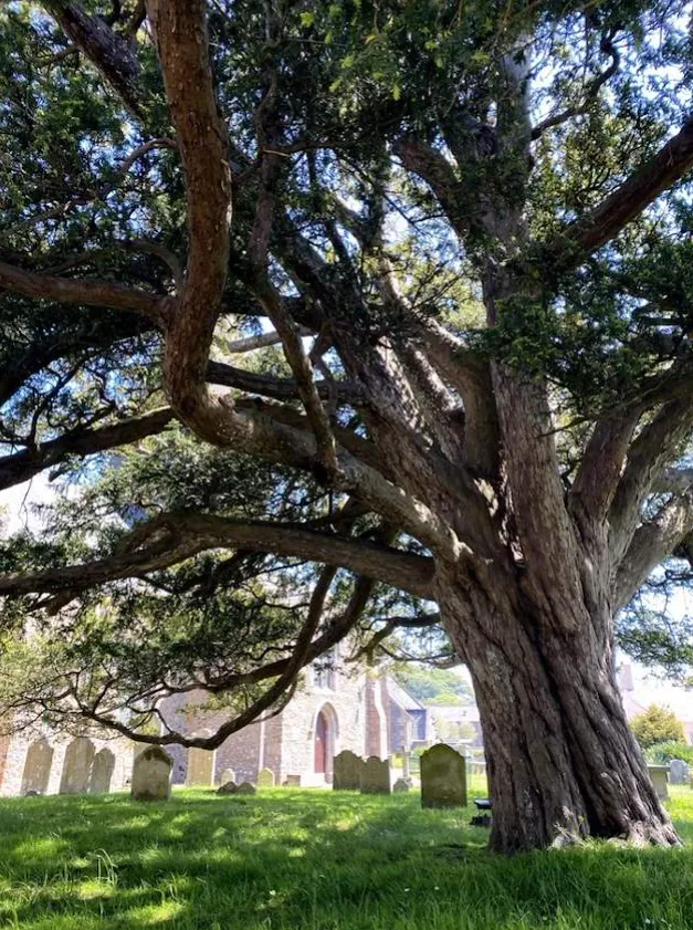 Large tree with thick branches in a sunlit graveyard with stone tombstones and a church in the background.