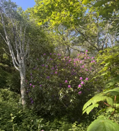Sunlit green trees and leafy bushes with purple flowers under a clear blue sky.