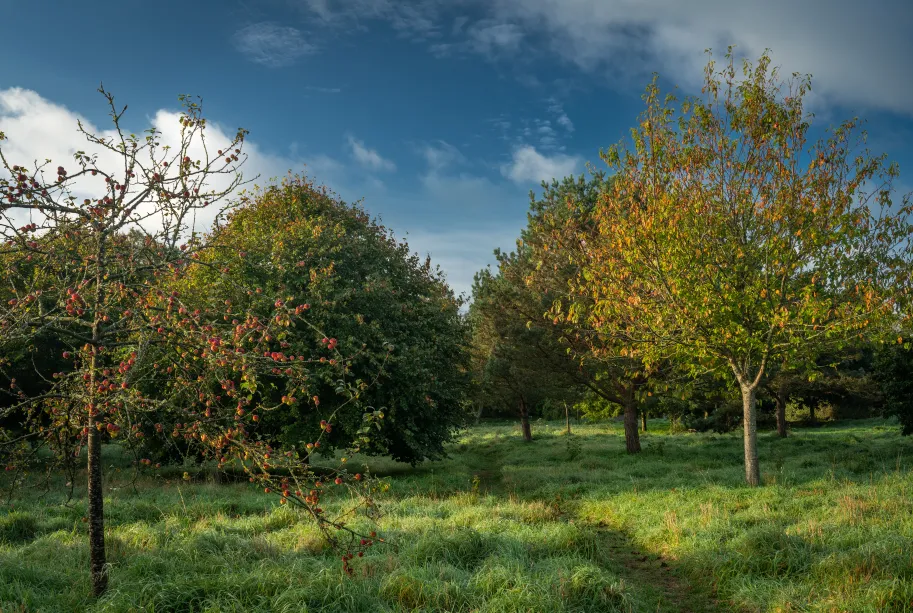 Orchard with trees bearing red fruit and green foliage under a partly cloudy sky.