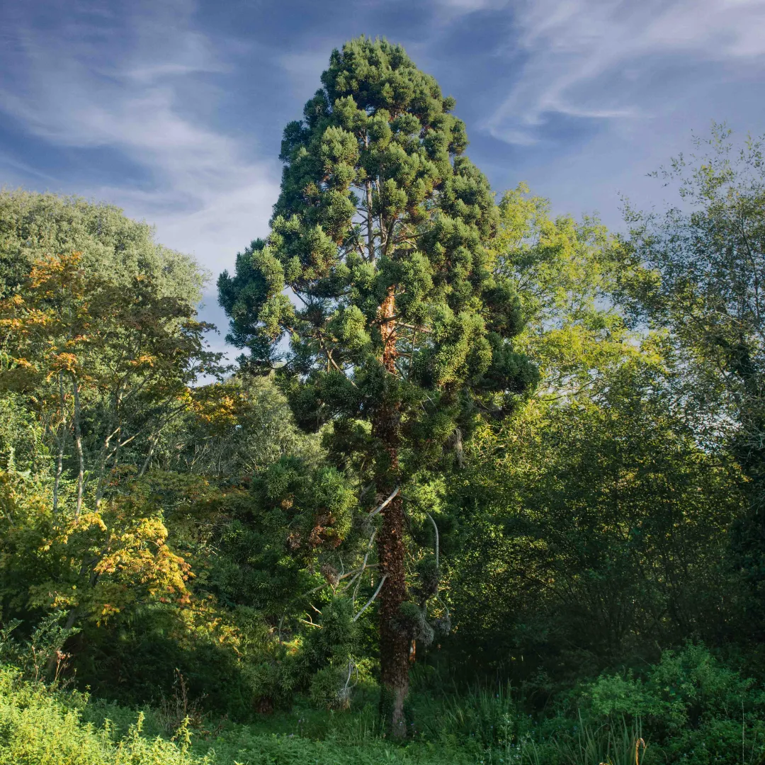 Tall evergreen tree with dense foliage surrounded by mixed forest under a partly cloudy sky.