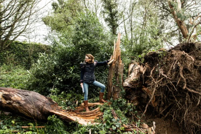 Person in jacket and boots standing on fallen tree trunk amid uprooted trees and dense forest greenery.