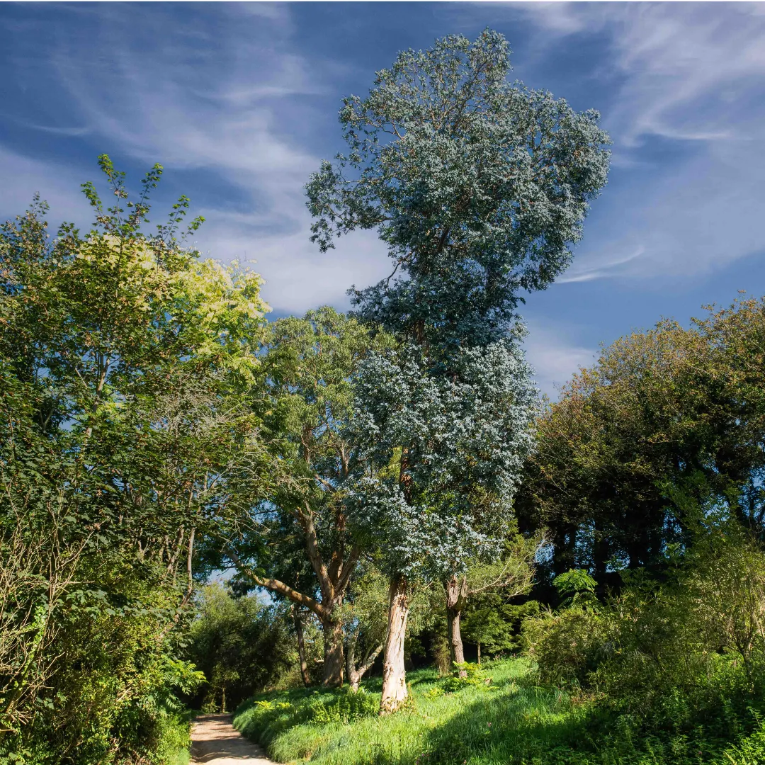 Tall eucalyptus trees and green foliage beside a dirt path under a blue sky with wispy clouds.