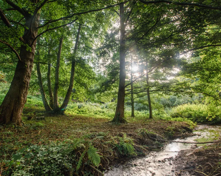 Sunlight filtering through lush green trees beside a small flowing creek in a forest clearing.
