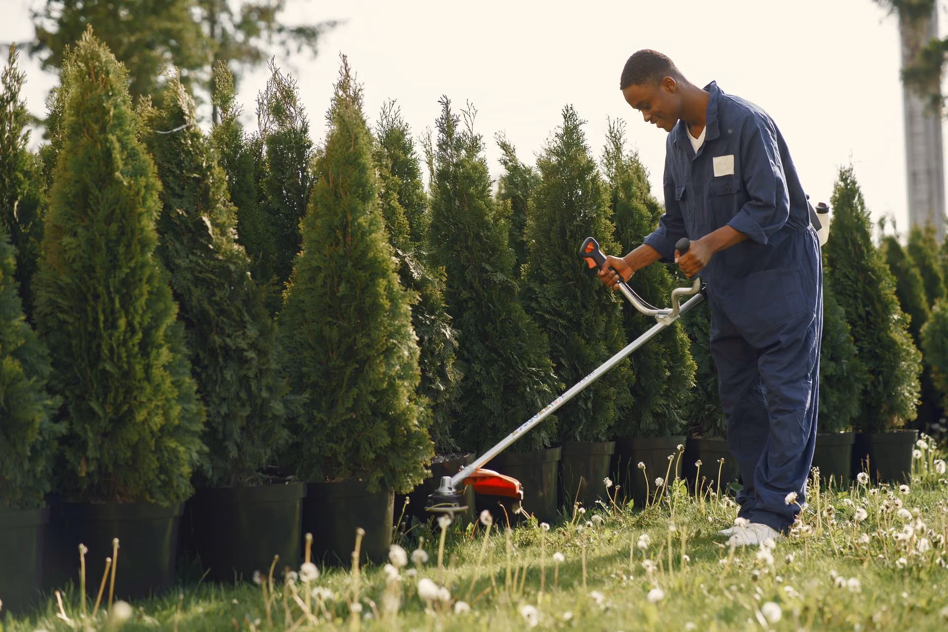 Man in blue coveralls trimming grass with a weed eater near potted evergreen shrubs.