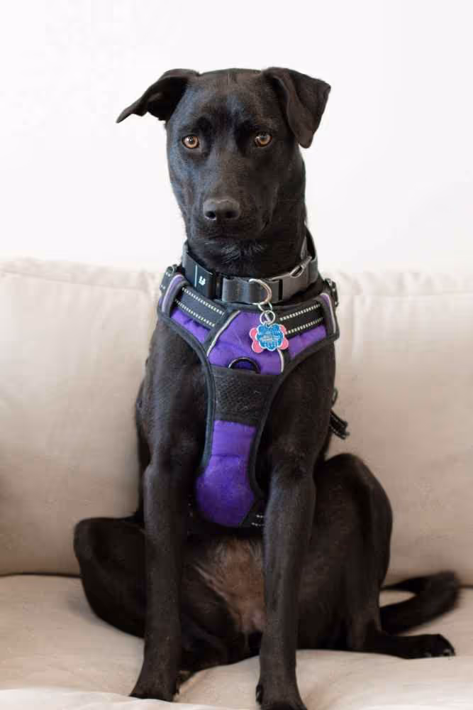 Black dog with brown eyes wearing a purple harness sitting on a beige couch.