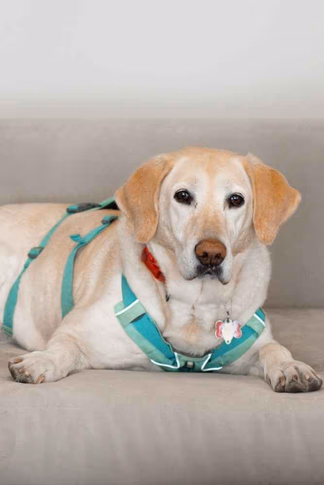 Light-colored Labrador retriever lying on a gray couch wearing a turquoise harness and red collar.
