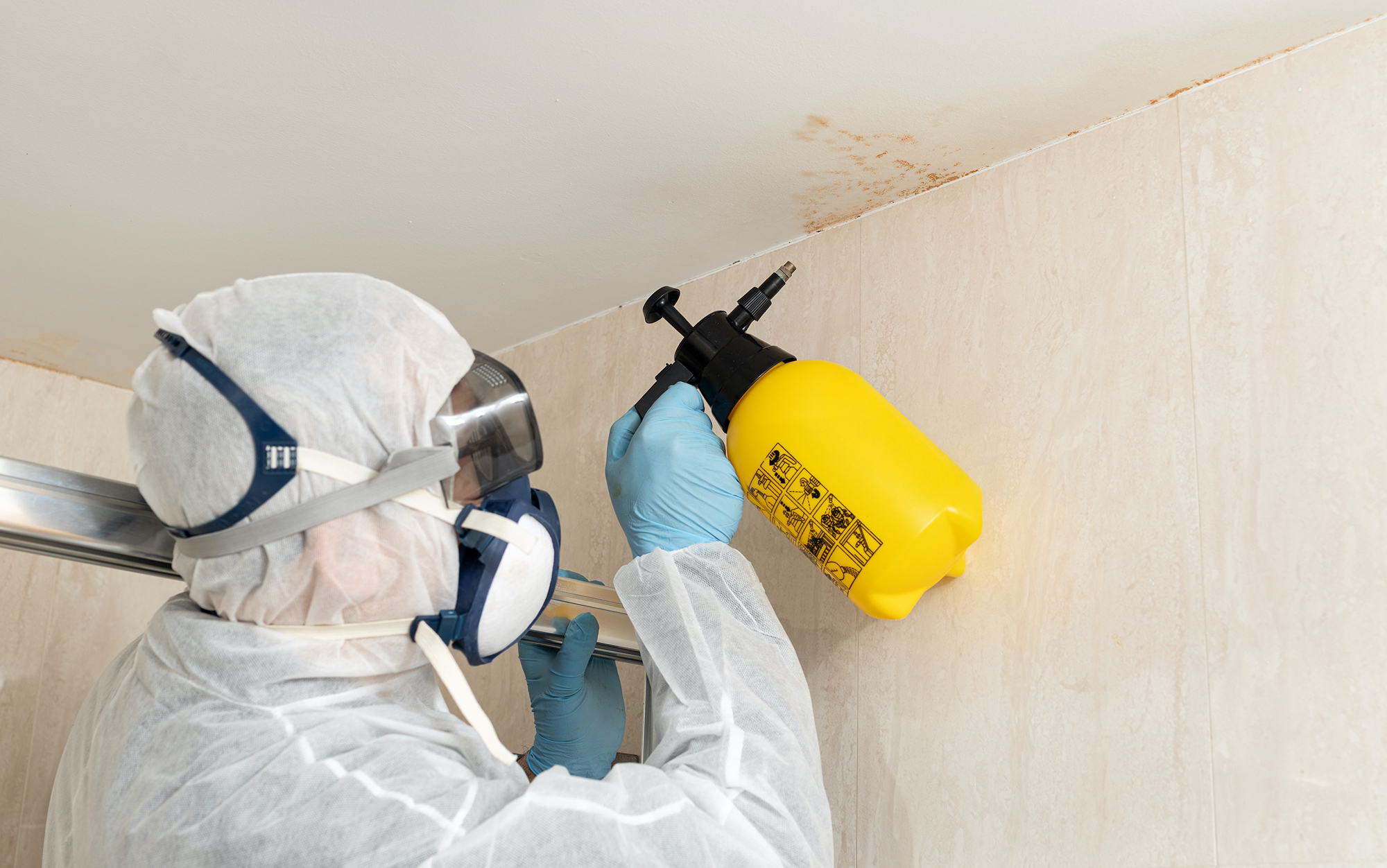 professional best black mold removal service and cleaning