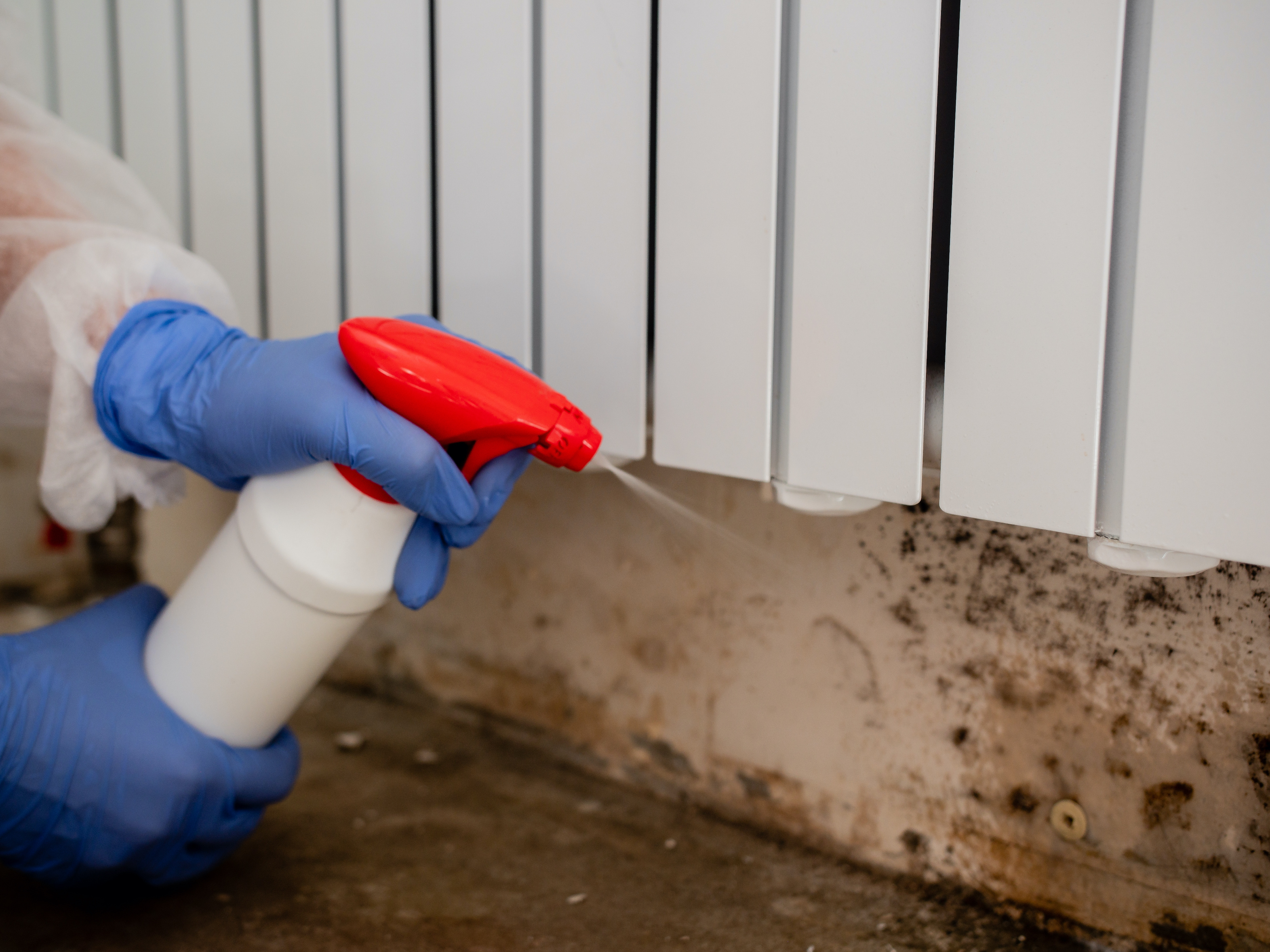 professional black mold removal service and cleaning