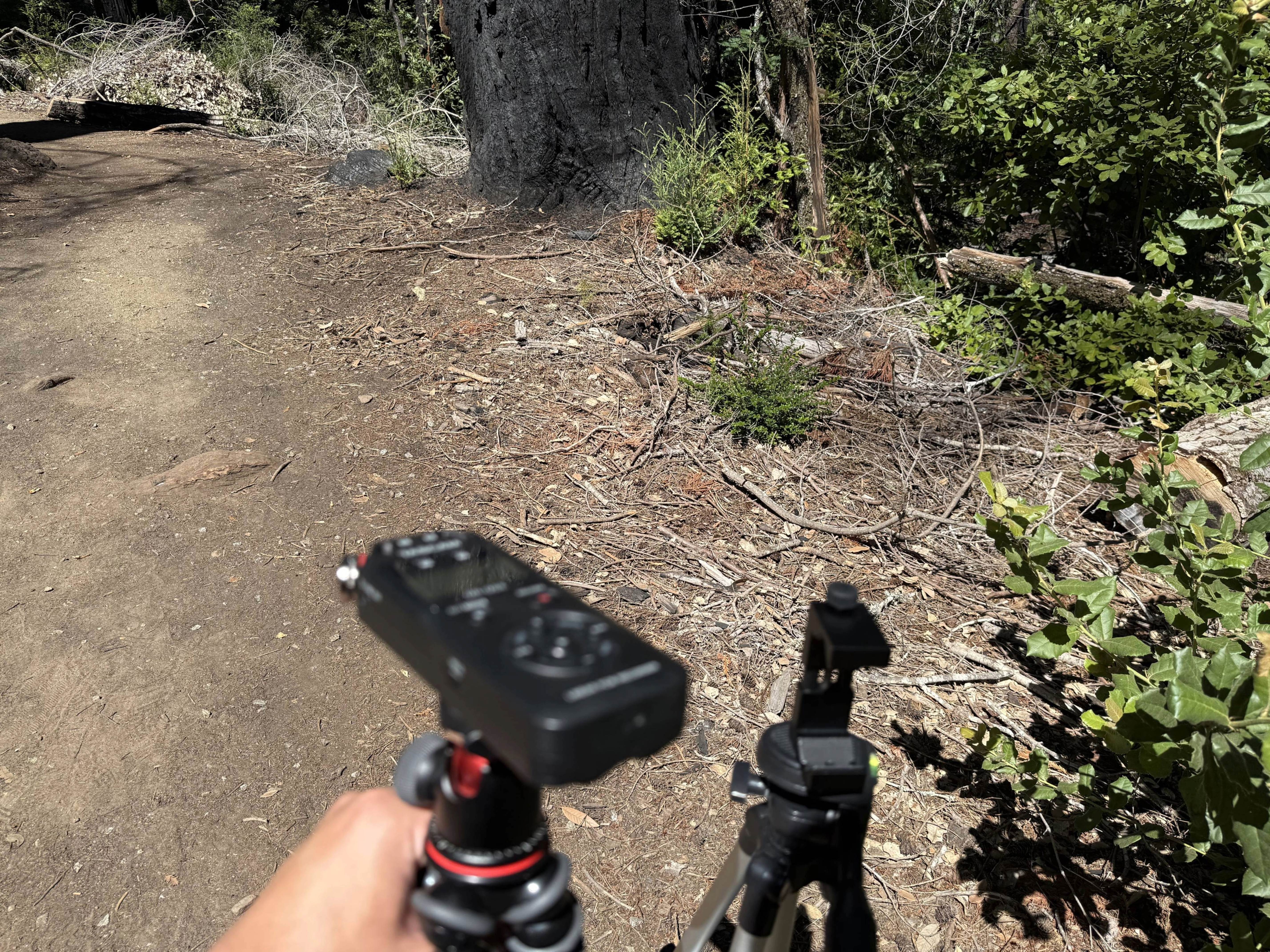 A hand holding a handheld audio recording device with a movable stand next to a tripod with a phone mount in front of some twigs and dirt at a state park
